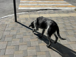В центре Новороссийска бегает собака-потеряшка 