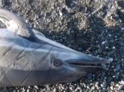 В апреле погибло рекордное число дельфинов в Черном море