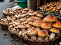 Грибы и всё такое: новороссийцам чиновники посоветовали «не есть с земли»