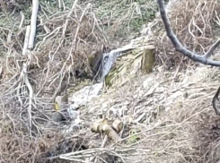 «Здесь льётся непрерывно!» В Новороссийске больше месяца вода утекает в лес 