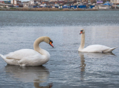 «Налетались и вернулись!»: семья лебедей вновь прилетела на Суджукскую лагуну в Новороссийске