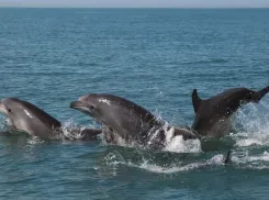 Цена разлива нефтепродуктов: в Черном море погибли сотни дельфинов