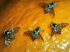 В Новороссийске задержали 149 тонн мандаринов из-за вредоносных насекомых