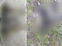 Массовое отравление собак в Новороссийске: разбирается полиция 