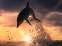 Более 130 дельфинов погибло в Чёрном море: виноваты рыбаки