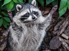 К новороссийцам вышли еноты: горожане сняли милейшее видео с диким зверьком