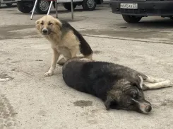 Жестокое обращение с животными может довести некоторых новороссийцев до психушки 