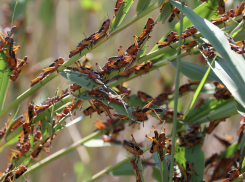 Саранча угрожает оставить людей без еды — новороссийцам на заметку