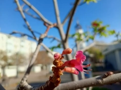Каштаны зацвели на бульваре Черняховского: в Новороссийске весенняя погода