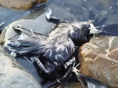 У Черного моря массово гибнут птицы: правда или фейк?