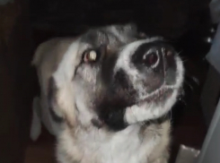 Новороссийские волонтеры ищут новый дом для алабая из Курской области 