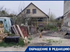 «Возможно, хозяин этих собак – весомый человек»: проблема с собаками без ограждения в пригороде Новороссийска не решается