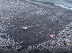 Кипяток сливается в акваторию: как в Новороссийске «подогревают» море 
