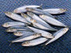 Вымершую сардельку обнаружили в озере Абрау 