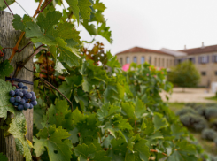 Не морем – так виноградом: за счет чего Краснодарский край «вытянул» туристический сезон