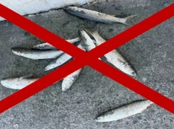 В Новороссийске запретили ловить рыбу