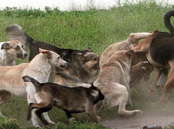 Собаки оторвали штанину, сам чудом остался цел:  житель Новороссийска боится ходить мимо ГСК-11