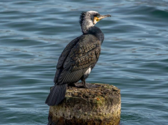 Не только лебеди и утки: кто ещё обитает в Суджукской лагуне Новороссийска 