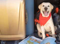 Новшество от РЖД: новороссийцы при покупке билета смогут посмотреть своих «четвероногих» соседей