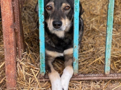 Новороссийцы не понимают всю серьезность проблемы бездомных животных