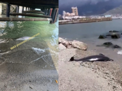 Мертвых дельфинов вновь нашли в Новороссийске