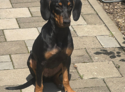 Живодёры не дремлют: собаку в Новороссийске нужно уберечь от отравы 