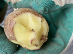 В Новороссийск из Египта приехала картошка с молью