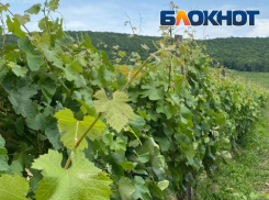 «Винишко» из Новороссийска победило в конкурсе «Винная карта России»