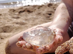 Пляжи в осаде, вода - желе: медузы атакуют Черное и Азовское моря