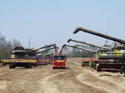 Почти 8,5 миллионов тонн зерна собрал аграрии в Краснодарском крае