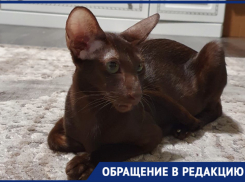 «Вся эта медицина- развод на деньги!»,- жительница Новороссийска уже месяц не может вылечить кошку