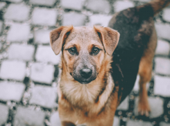 В Новороссийске увеличили расходы на отлов бездомных собак 