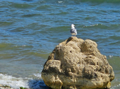 Время пострелять: сегодня утром у моря в Новороссийске будет громко