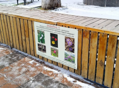 Поосторожнее с цветами: маленький букет подснежников может обойтись новороссийцам в 5000 рублей