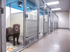 В Новороссийске построят отель для собак и включат программу стерилизации и чипизации