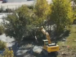 Все законно: из-за строительства зала единоборств в Новороссийске срубили деревья 