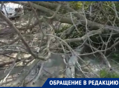 «Повезло, что не убило»: сухое дерево рухнуло на двух новороссийцев
