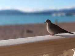 Из-за разлива нефтепродуктов в Анапе массово гибнут птицы 