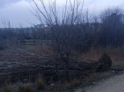 Вырванное с корнем дерево лежит на Южных прудах с норд-оста 