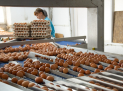 Белые или коричневые: на новороссийской птицефабрике рассказали, какие яйца полезнее