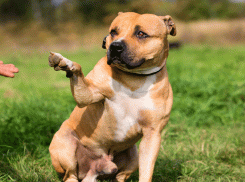 Неадекват в Южном районе Новороссийска угрожал «прибить» девушку и ее собаку