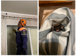 Сезон нежданных гостей — новороссийцев попросили закрывать окна на ночь