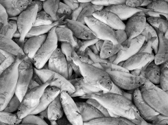 В Чёрном море идёт хороший улов рыбы: безопасна ли она для употребления