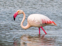 Фламинго, удоды, поганки: кто прилетает в Прилагунье Новороссийска 