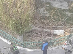 Местная жительница рассказала об уничтожении «здоровых» деревьев возле одного из домов Новороссийска
