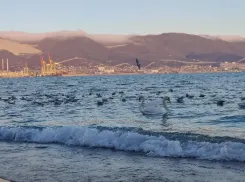 Зима вернулась в Новороссийск: в городе холодно и ветрено