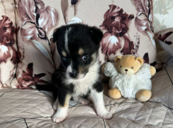 Здоровье Джони ухудшается: новороссийцы борются за жизнь щенка