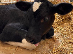 В Краснодарском крае клонировали корову: её телёнок в два раза больше себе подобных