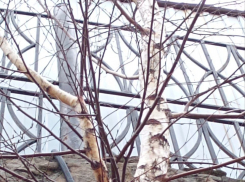 Каждое дерево нужно беречь – этим занялись в администрации Новороссийска 