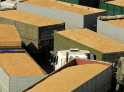 Россельхознадзор устроил экспортерам зерна коллапс в Новороссийске